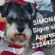 La búsqueda de Simona llegó hasta la televisión argentina
