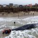 Montaron un operativo para rescatar un cachalote encallado en Mar del Plata