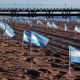 La costa de Mar Del Plata amaneció con 504 banderas en homenaje a las víctimas del Covid