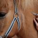 La ANMAT autorizó el tratamiento con suero de caballos para los pacientes con coronavirus