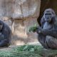 Dos gorilas en un zoológico de California se contagiaron de COVID-19