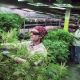 El gobierno argentino apuesta a la industria del cannabis
