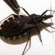 El 20% de la población mundial con Chagas vive en Argentina