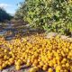 Productores correntinos tiran limones por la falta de gasoil y el cierre de fábricas