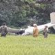 Tragedia en el aire: fallece piloto tras caer una avioneta en el aeroclub Mercedes