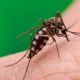 Dengue: campaña preventiva en la ciudad