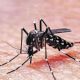 Alerta sanitaria: síntomas del dengue y la fiebre chikungunya en Argentina