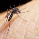 Alerta sanitaria: Suipacha y Mercedes en el radar del Dengue
