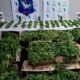 Detectan una plantación de marihuana en el Facundo Quiroga