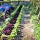 La Universidad Nacional de Luján lanzará la Maestría en Sistemas Agroalimentarios Sustentables a distancia en 2026