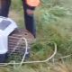 Carpincho liberado en el Balta: intervención de Protección Civil tras una jornada inusual